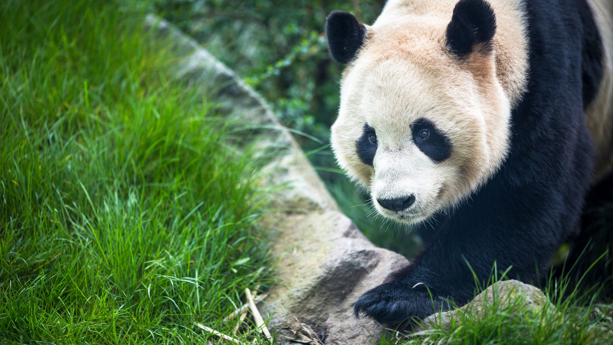 Giant panda at Edinburgh Zoo