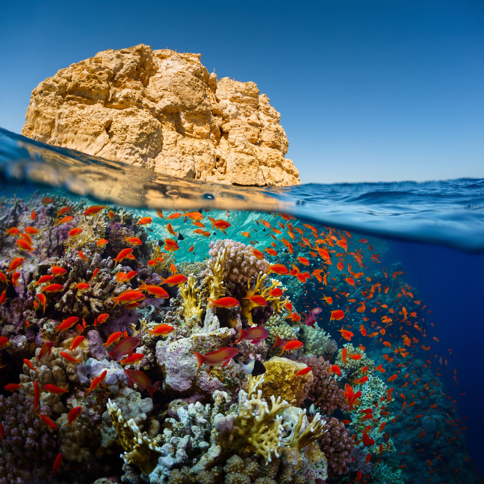 Фото красного моря под водой