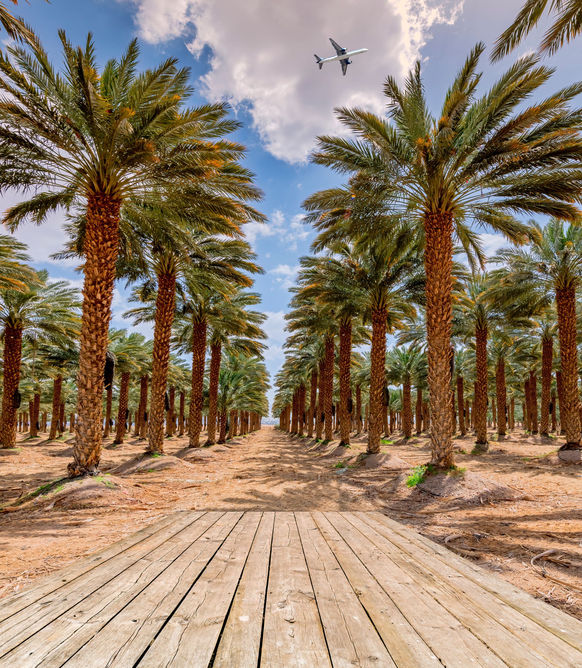 Plantation of date palms for healthy food production in Saudi Arabia